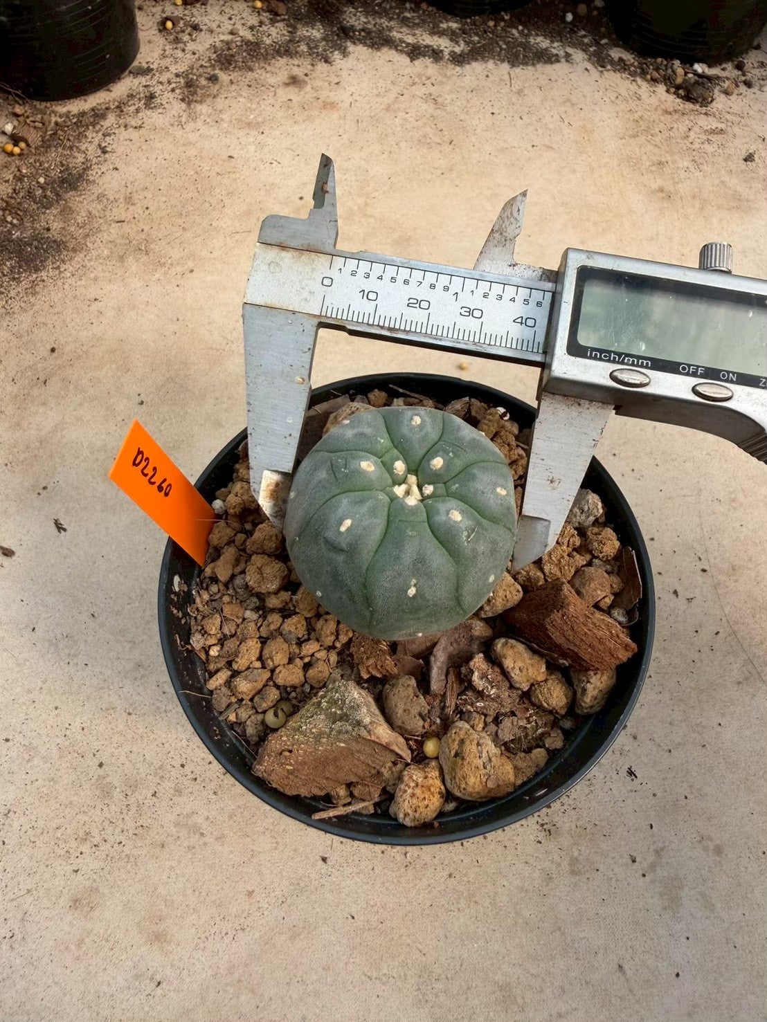 Lophophora williamsii – Peyote Cactus (Seed Grown, 3-3.5 cm, Own Root) 12 years old