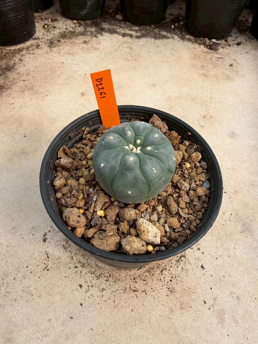 Lophophora williamsii – Peyote Cactus (Seed Grown, 3-3.5 cm, Own Root) 12 years old