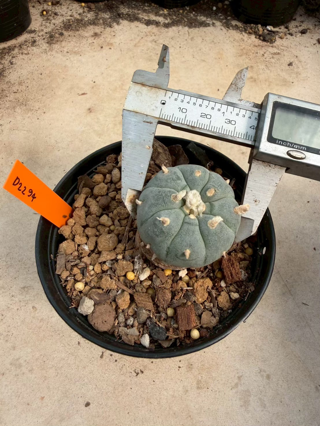 Lophophora williamsii – Peyote Cactus (Seed Grown, 3-3.5 cm, Own Root) 12 years old