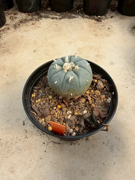Lophophora williamsii – Peyote Cactus (Seed Grown, 3-3.5 cm, Own Root) 12 years old