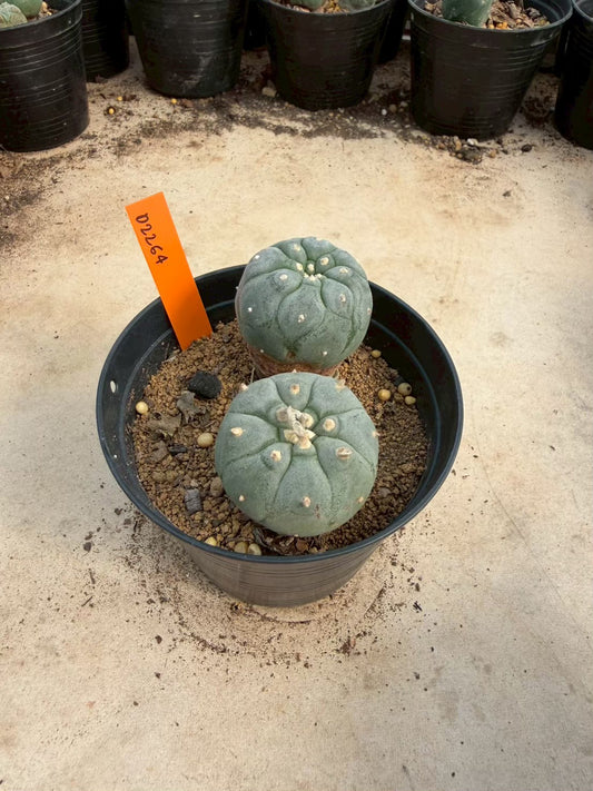 Lophophora williamsii – Peyote Cactus (Seed Grown, 3-3.5 cm, Own Root) 12 years old