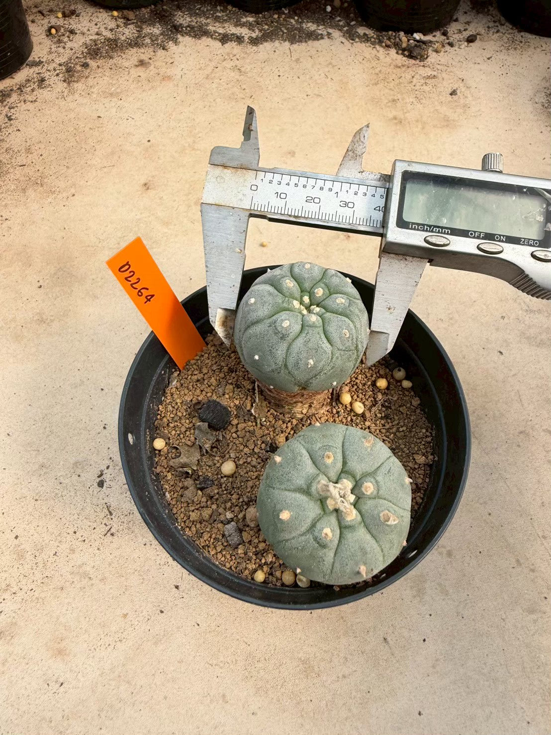 Lophophora williamsii – Peyote Cactus (Seed Grown, 3-3.5 cm, Own Root) 12 years old