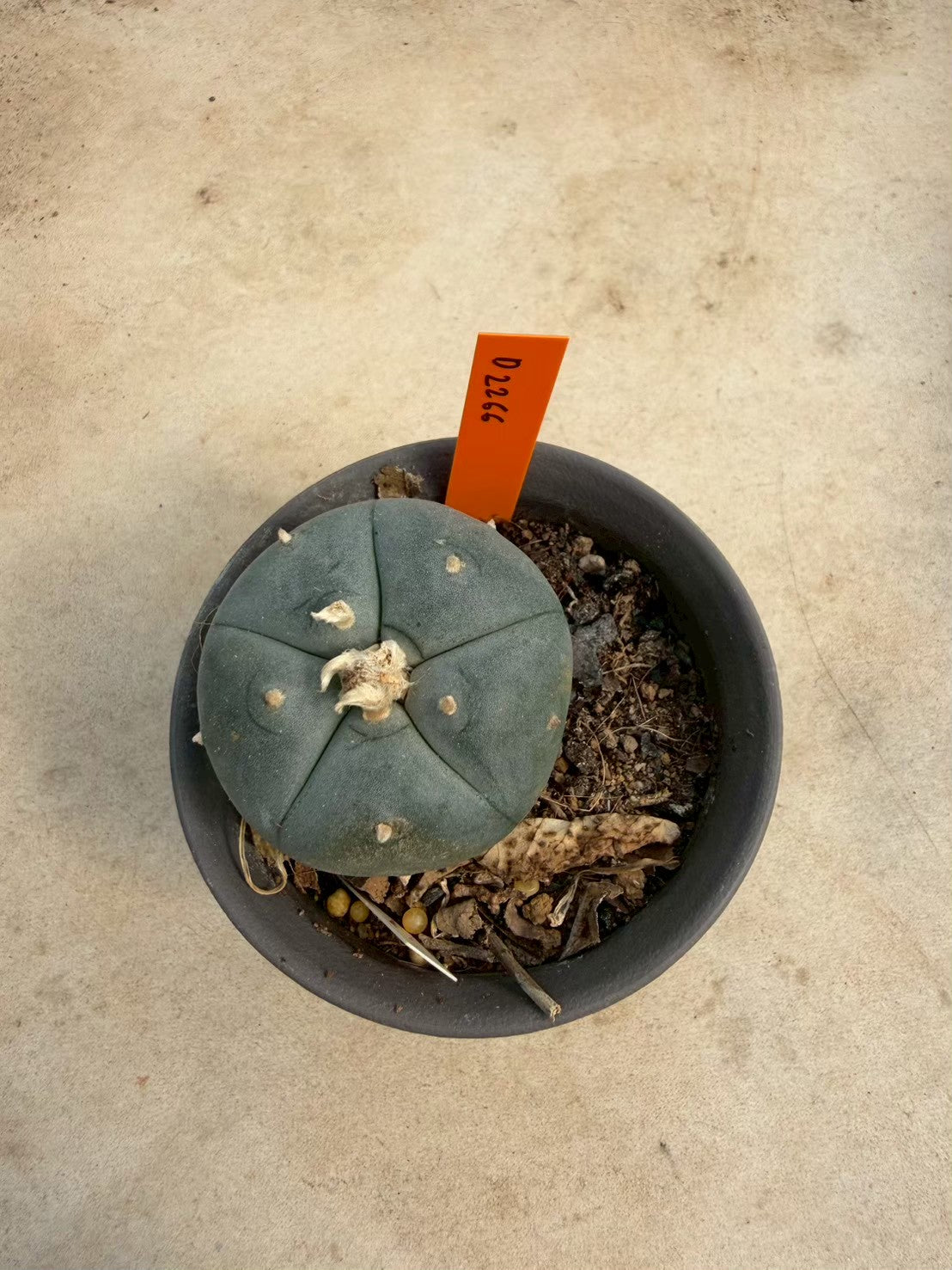 Lophophora williamsii – Peyote Cactus (Seed Grown, 3-3.5 cm, Own Root) 12 years old