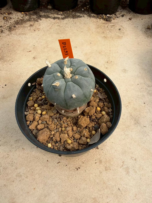 Lophophora williamsii – Peyote Cactus (Seed Grown, 3-3.5 cm, Own Root) 12 years old