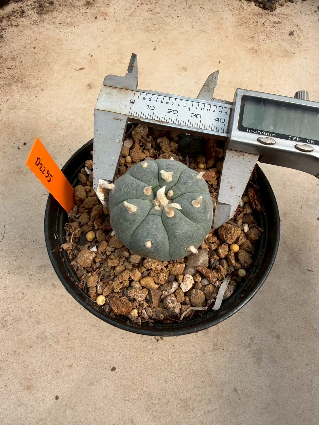 Lophophora williamsii – Peyote Cactus (Seed Grown, 3-3.5 cm, Own Root) 12 years old