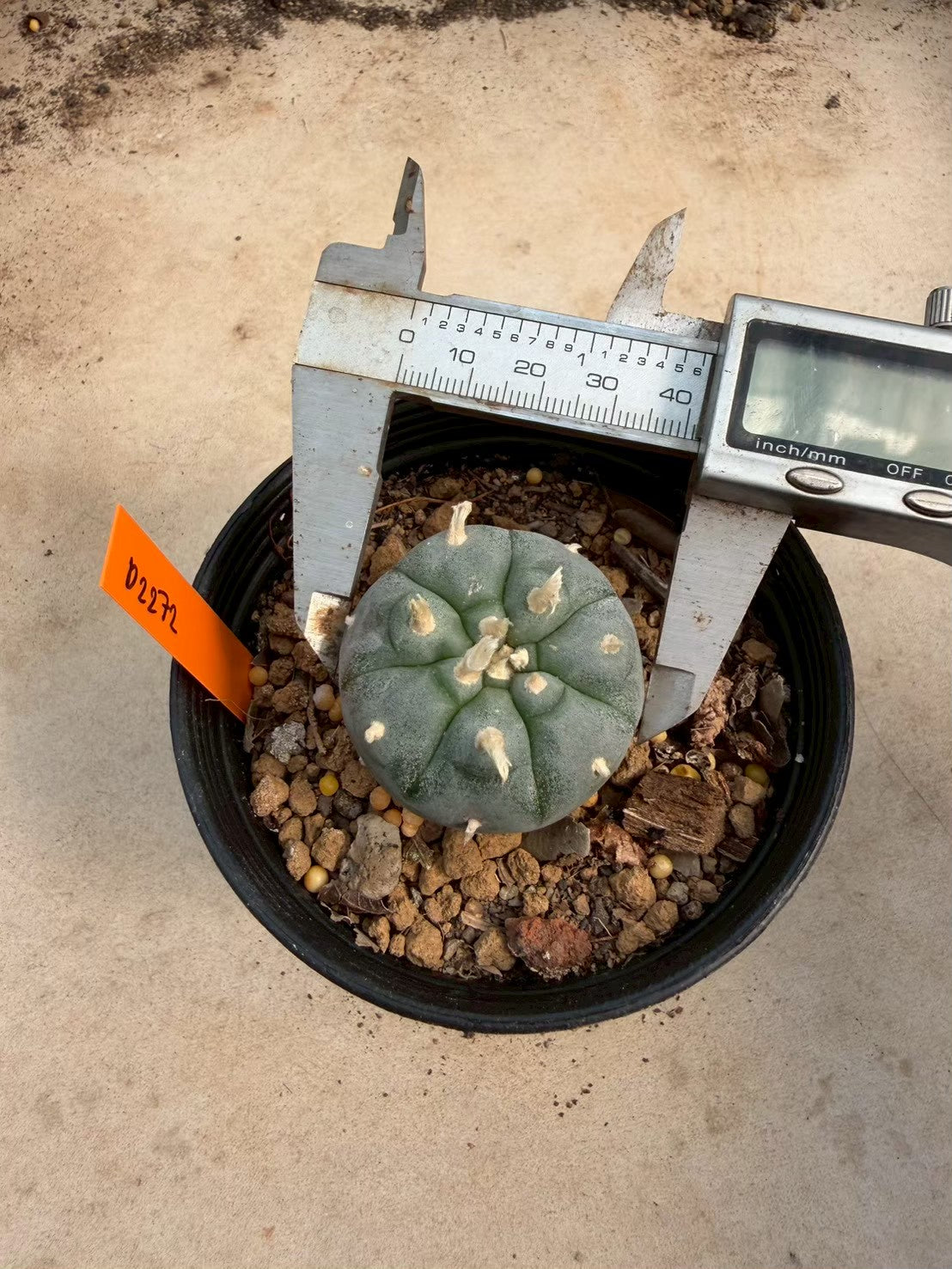 Lophophora williamsii – Peyote Cactus (Seed Grown, 3-3.5 cm, Own Root) 12 years old