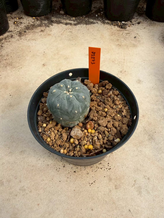 Lophophora williamsii – Peyote Cactus (Seed Grown, 3-3.5 cm, Own Root) 12 years old
