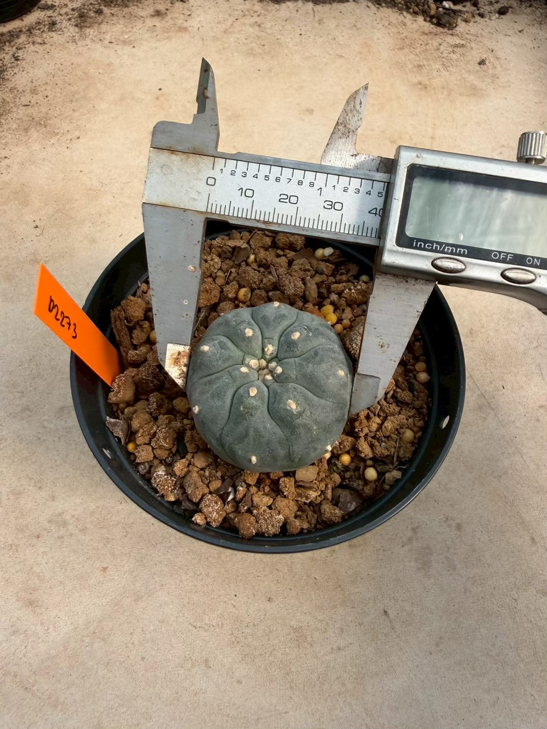 Lophophora williamsii – Peyote Cactus (Seed Grown, 3-3.5 cm, Own Root) 12 years old