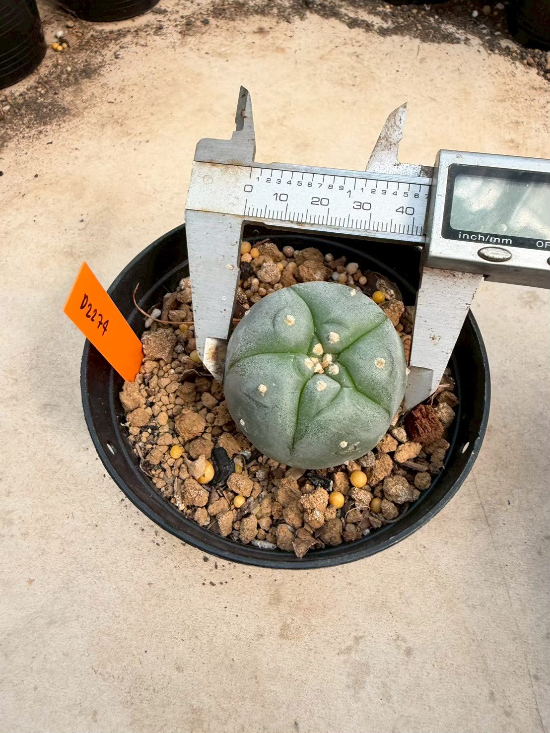 Lophophora williamsii – Peyote Cactus (Seed Grown, 3-3.5 cm, Own Root) 12 years old