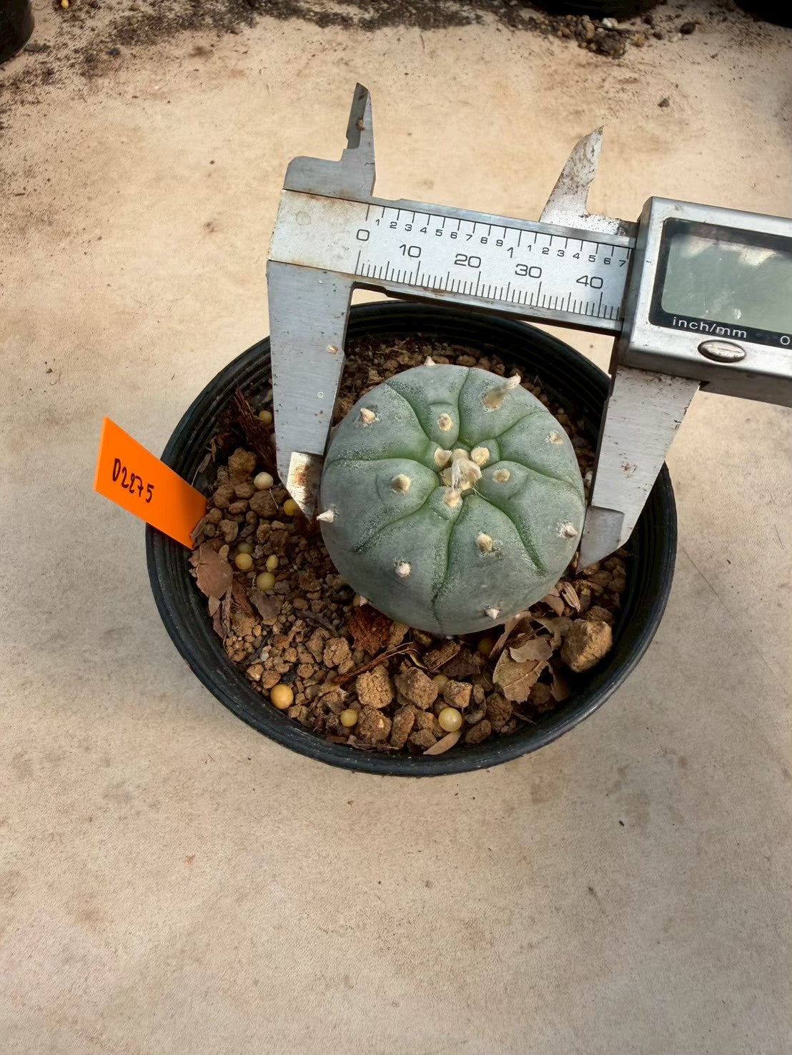 Lophophora williamsii – Peyote Cactus (Seed Grown, 3-3.5 cm, Own Root) 12 years old