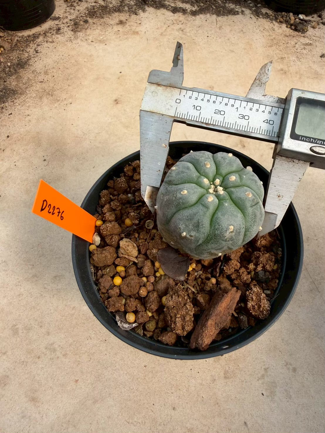 Lophophora williamsii – Peyote Cactus (Seed Grown, 3-3.5 cm, Own Root) 12 years old