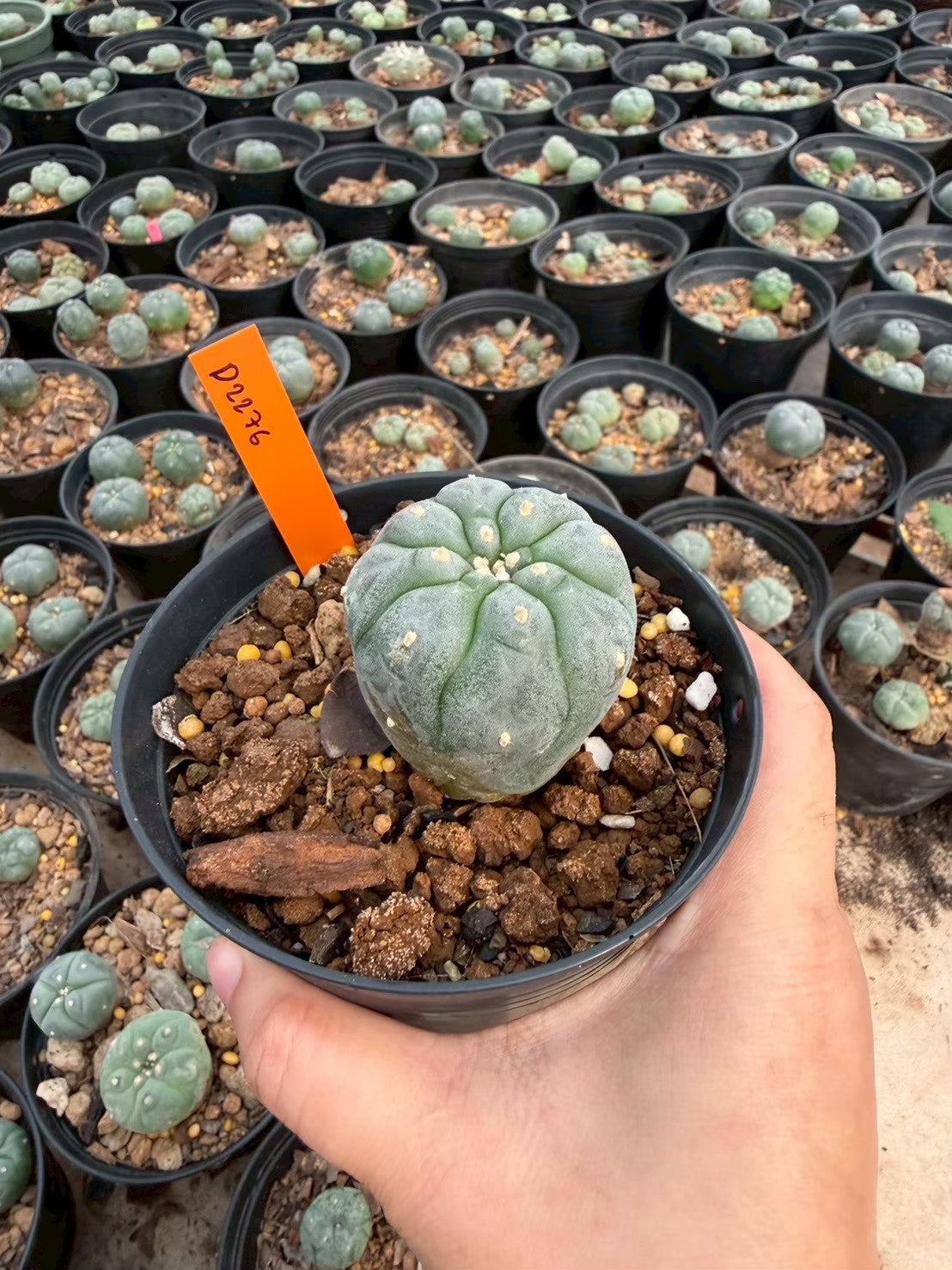 Lophophora williamsii – Peyote Cactus (Seed Grown, 3-3.5 cm, Own Root) 12 years old