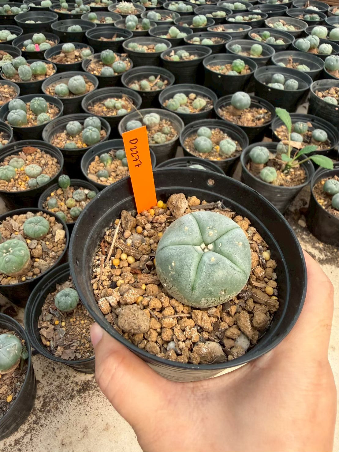 Lophophora williamsii – Peyote Cactus (Seed Grown, 3-3.5 cm, Own Root) 12 years old