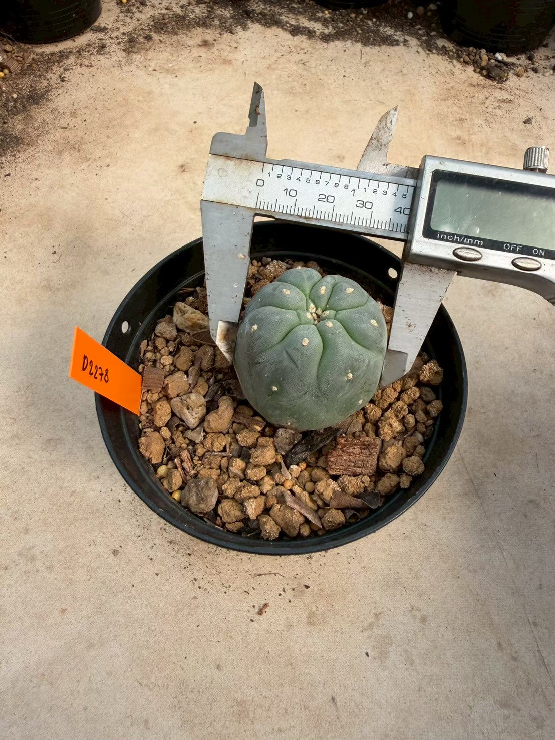 Lophophora williamsii – Peyote Cactus (Seed Grown, 3-3.5 cm, Own Root) 12 years old