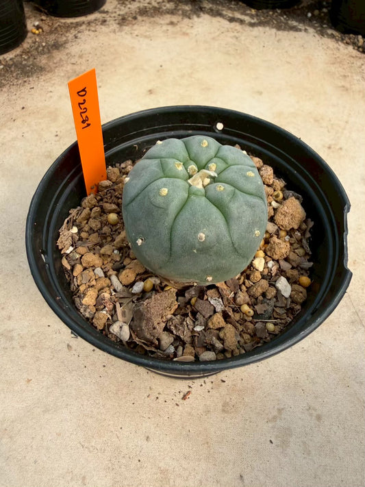 Lophophora williamsii – Peyote Cactus (Seed Grown, 3-3.5 cm, Own Root) 12 years old