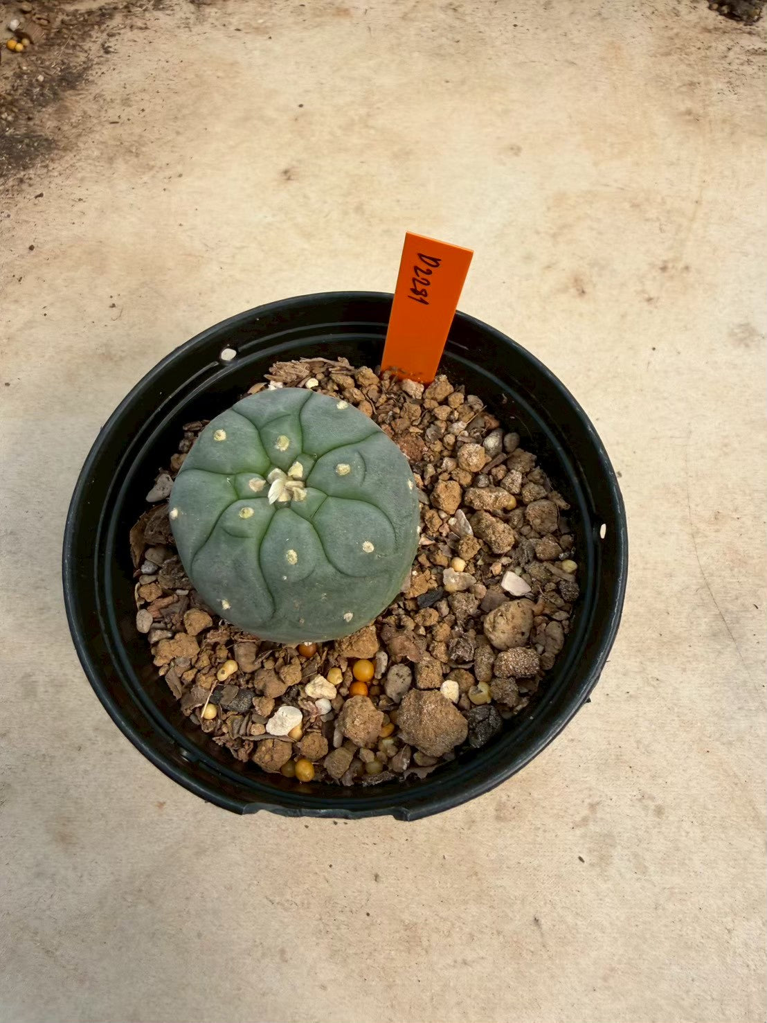 Lophophora williamsii – Peyote Cactus (Seed Grown, 3-3.5 cm, Own Root) 12 years old