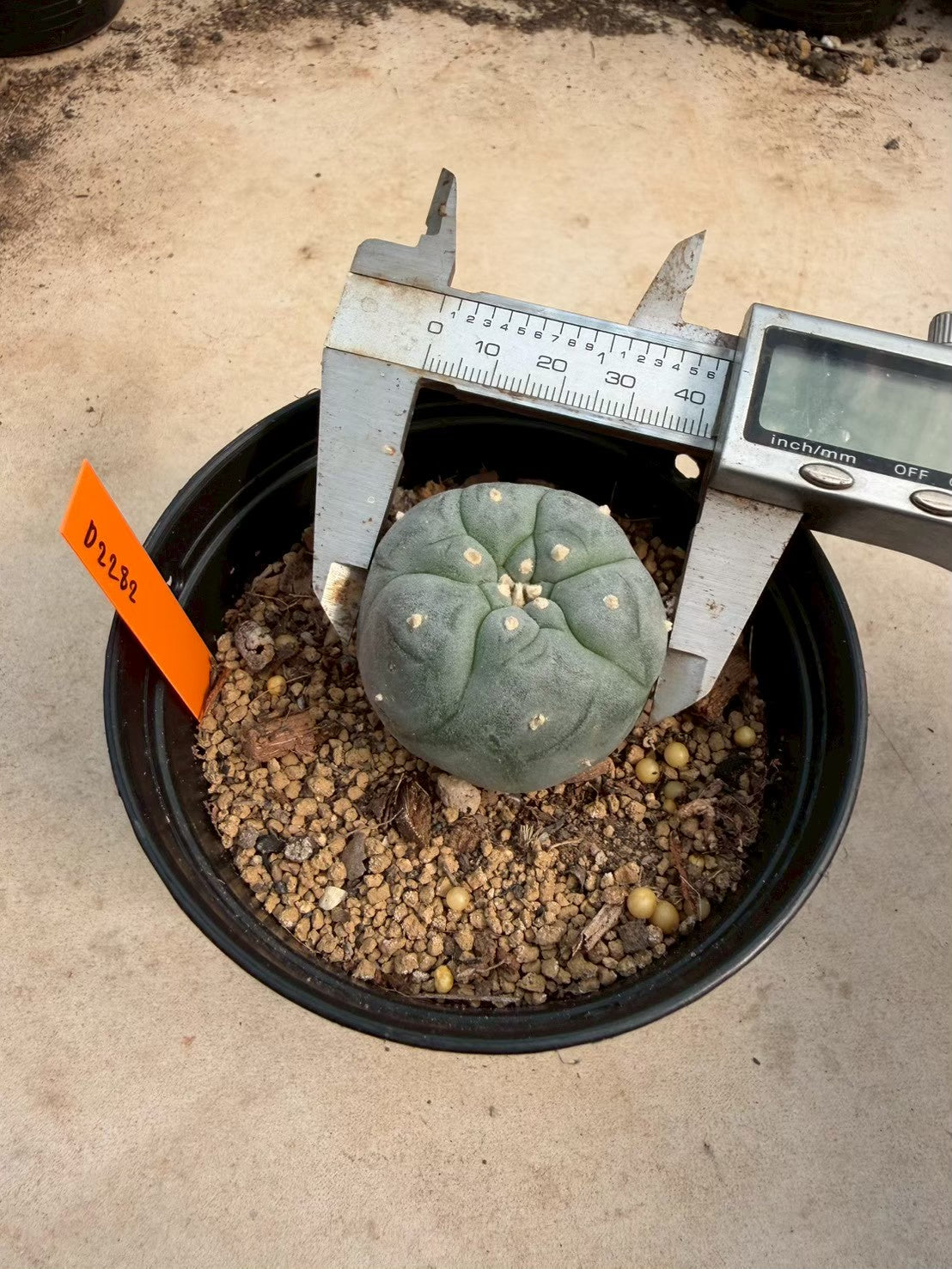 Lophophora williamsii – Peyote Cactus (Seed Grown, 3-3.5 cm, Own Root) 12 years old