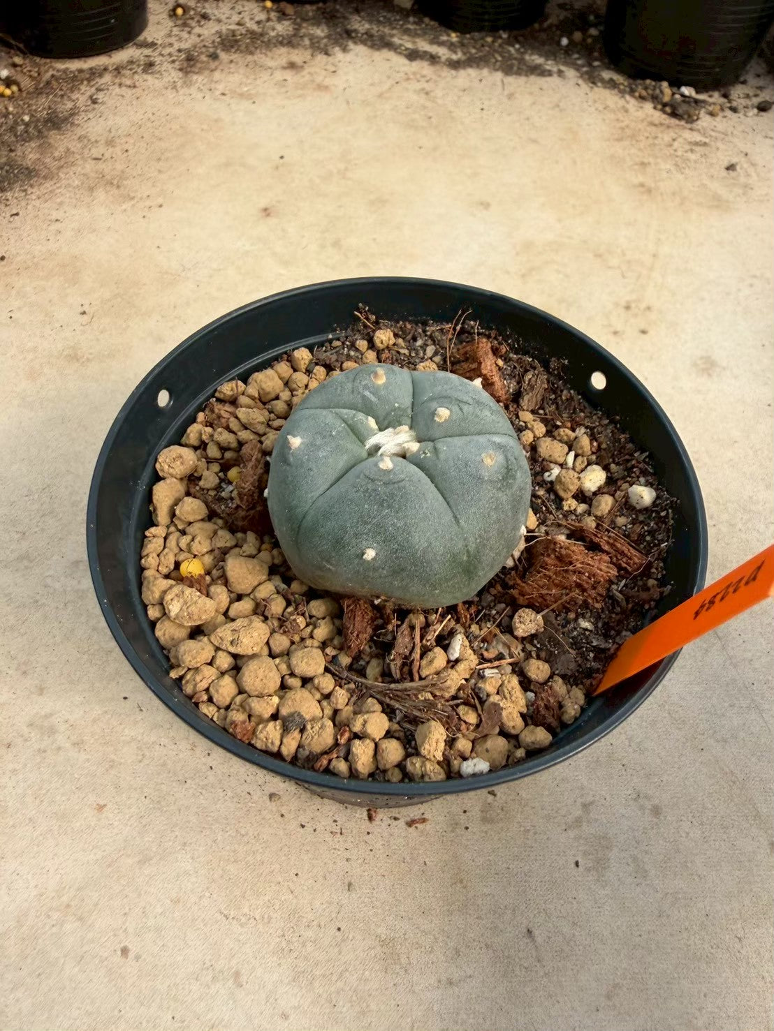 Lophophora williamsii – Peyote Cactus (Seed Grown, 3-3.5 cm, Own Root) 12 years old