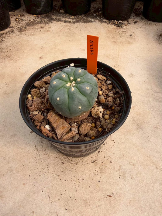 Lophophora williamsii β Peyote Cactus (Seed Grown, 3-3.5 cm, Own Root) 12 years old