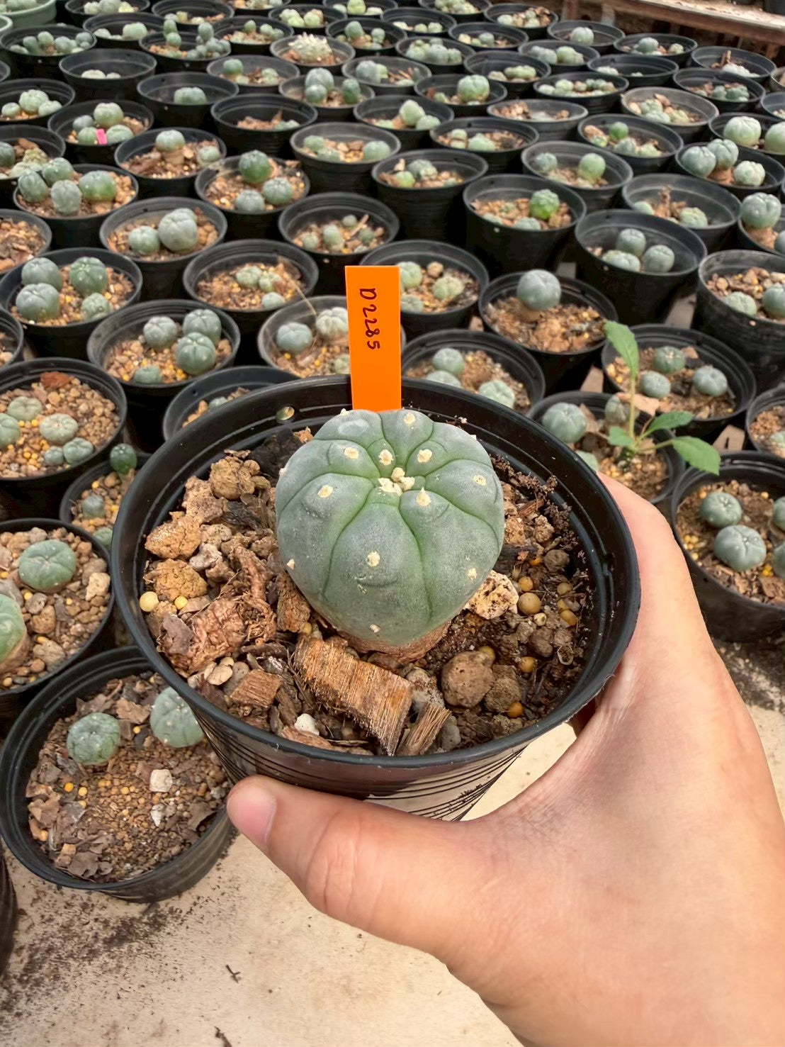 Lophophora williamsii – Peyote Cactus (Seed Grown, 3-3.5 cm, Own Root) 12 years old