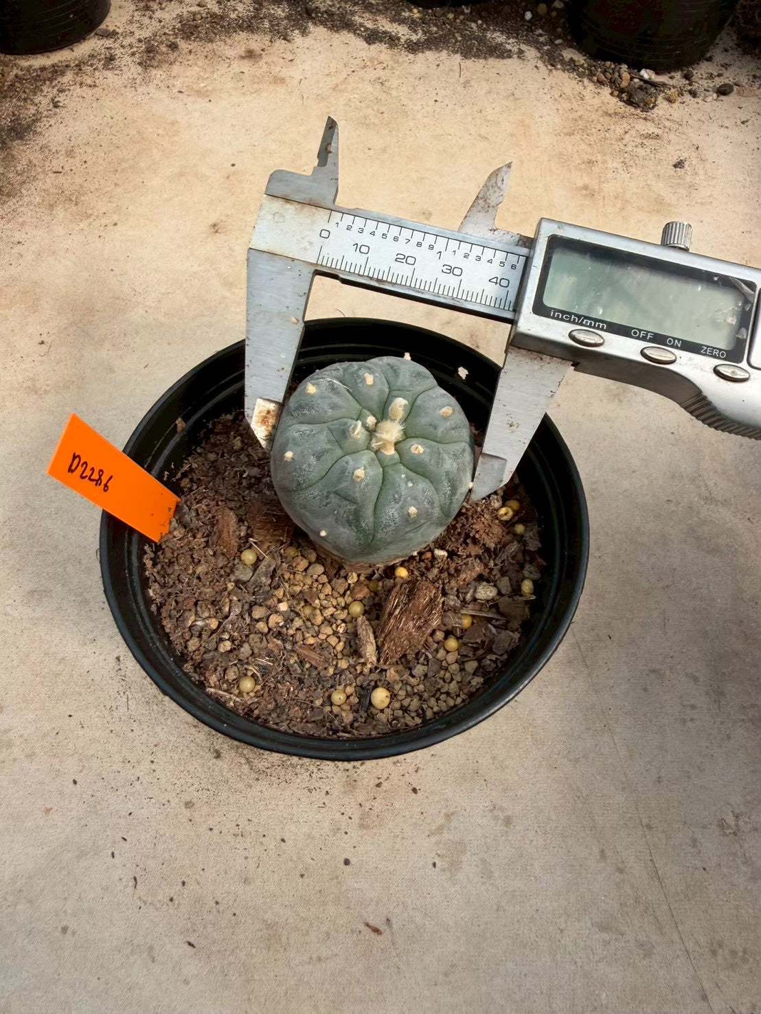Lophophora williamsii – Peyote Cactus (Seed Grown, 3-3.5 cm, Own Root) 12 years old