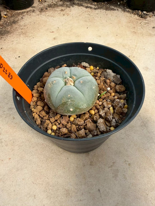 Lophophora williamsii β Peyote Cactus (Seed Grown, 3-3.5 cm, Own Root) 12 years old