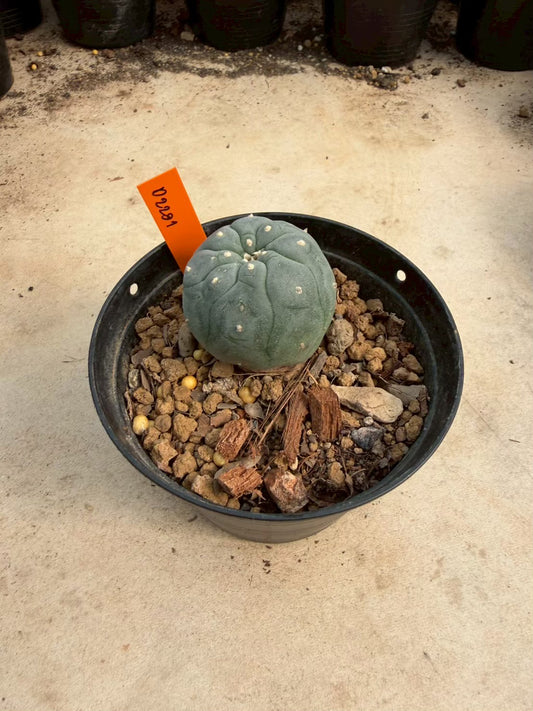 Lophophora williamsii β Peyote Cactus (Seed Grown, 3-3.5 cm, Own Root) 12 years old