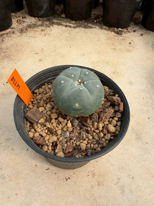 Lophophora williamsii β Peyote Cactus (Seed Grown, 3-3.5 cm, Own Root) 12 years old