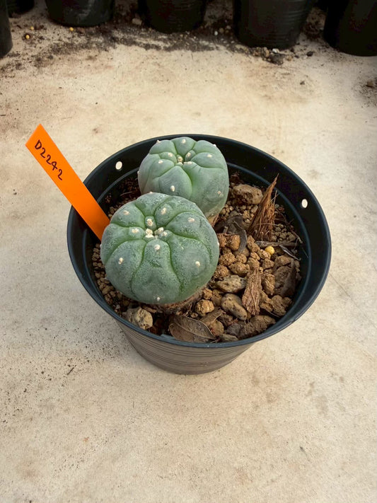 Lophophora williamsii β Peyote Cactus (Seed Grown, 3-3.5 cm, Own Root) 12 years old