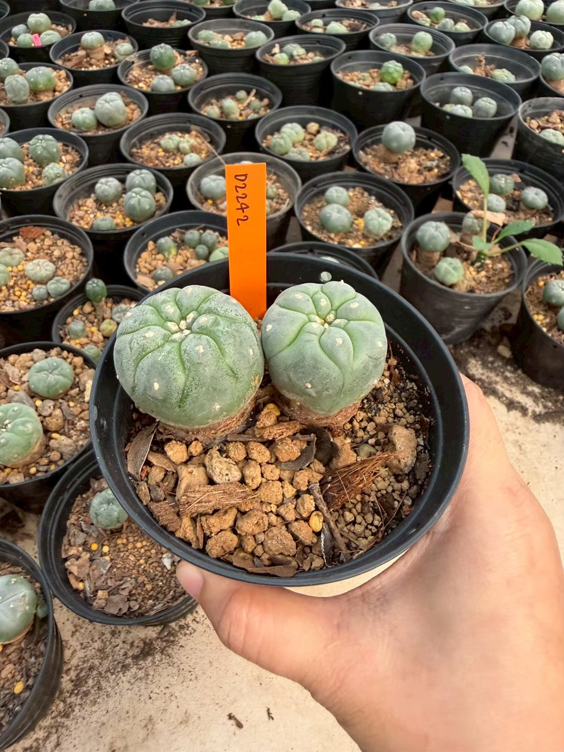 Lophophora williamsii – Peyote Cactus (Seed Grown, 3-3.5 cm, Own Root) 12 years old