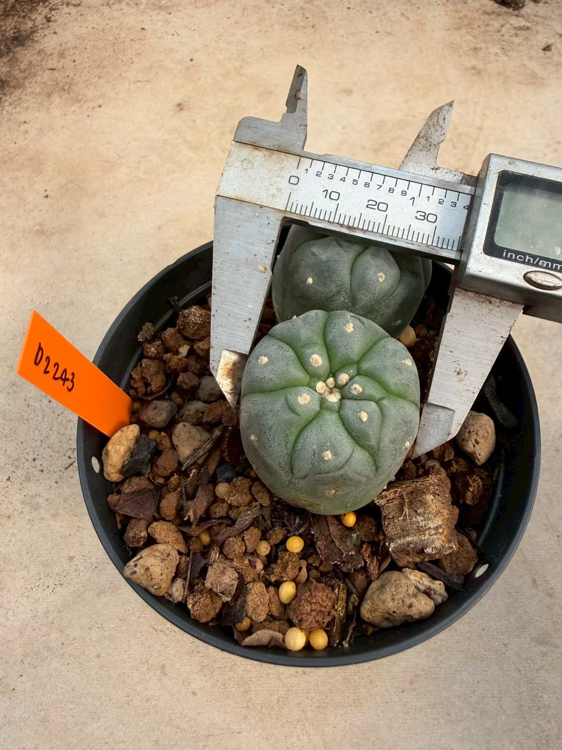 Lophophora williamsii – Peyote Cactus (Seed Grown, 3-3.5 cm, Own Root) 12 years old