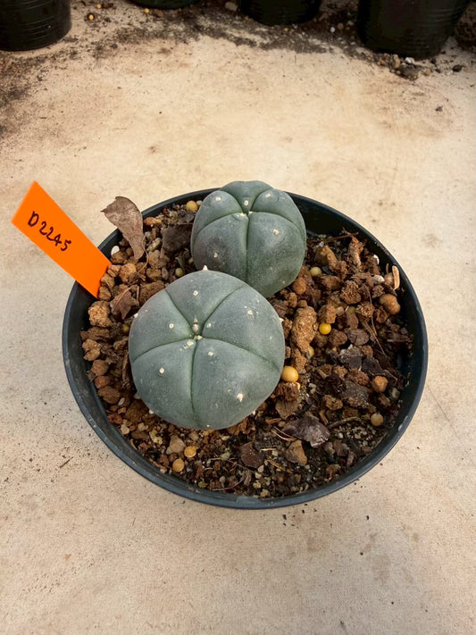 Lophophora williamsii β Peyote Cactus (Seed Grown, 3-3.5 cm, Own Root) 12 years old