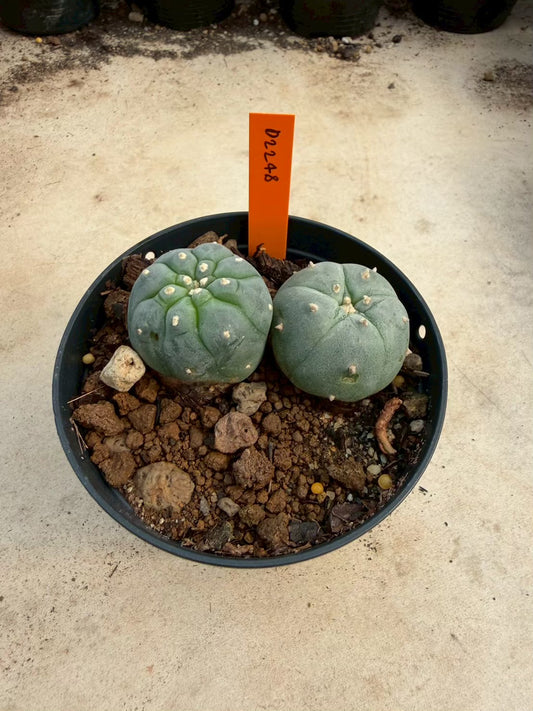 Lophophora williamsii β Peyote Cactus (Seed Grown, 3-3.5 cm, Own Root) 12 years old