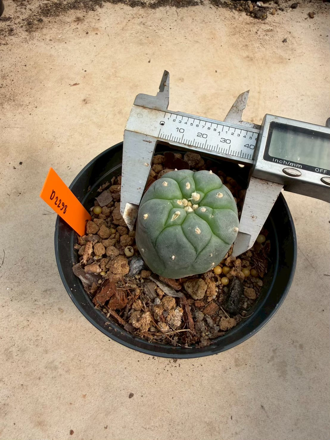 Lophophora williamsii – Peyote Cactus (Seed Grown, 3-3.5 cm, Own Root) 12 years old