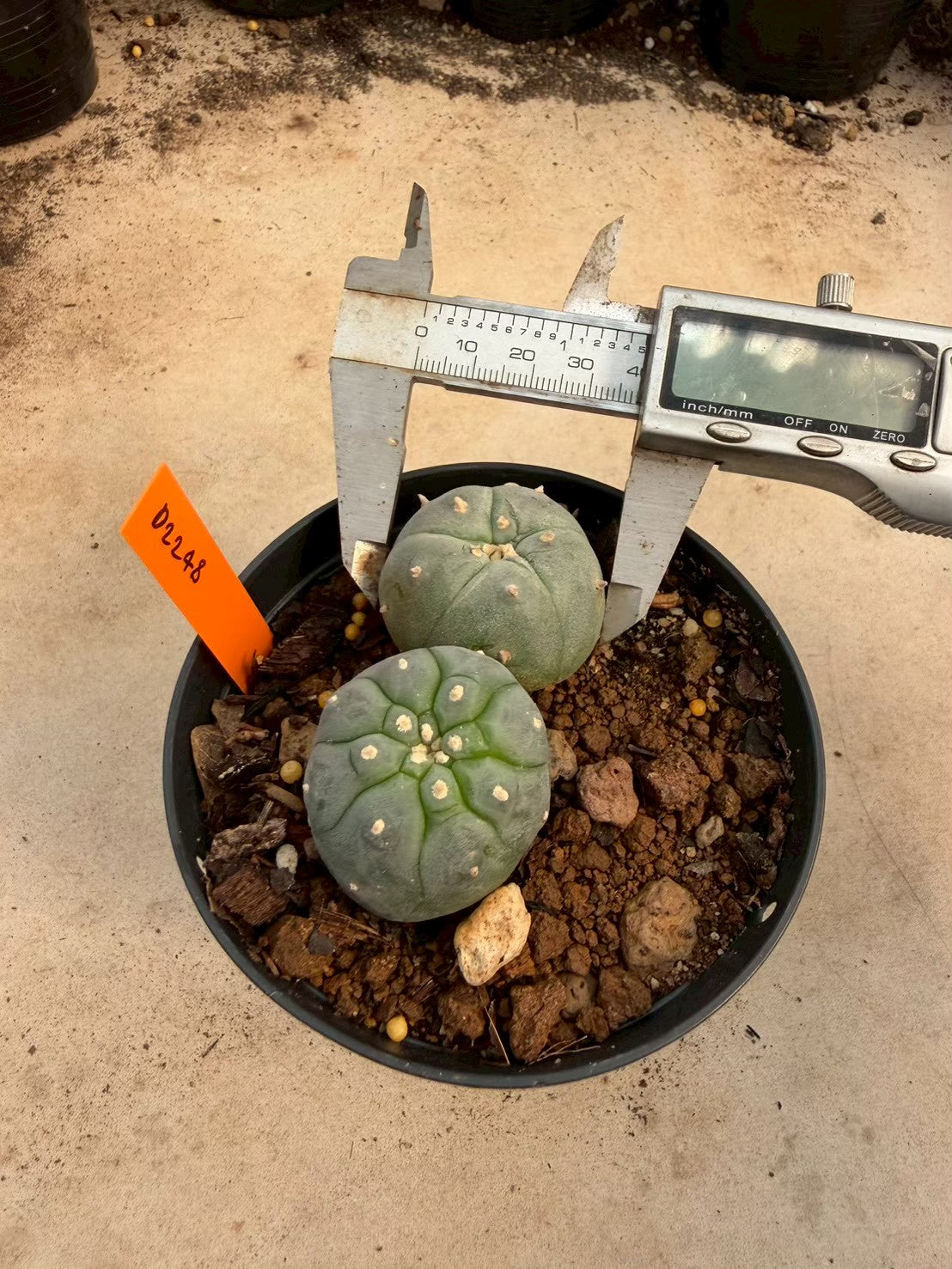 Lophophora williamsii – Peyote Cactus (Seed Grown, 3-3.5 cm, Own Root) 12 years old