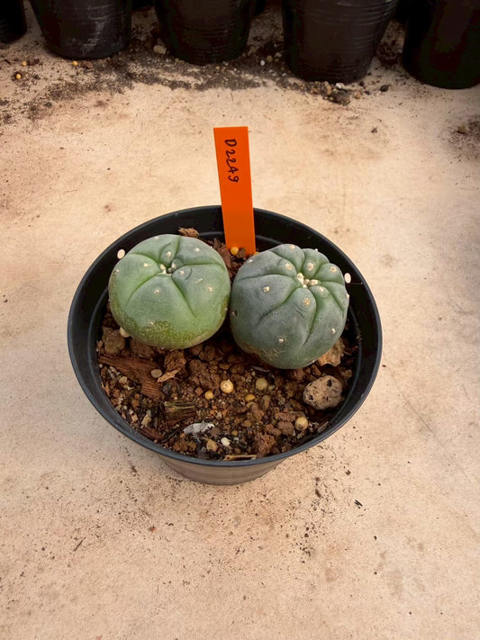 Lophophora williamsii β Peyote Cactus (Seed Grown, 3-3.5 cm, Own Root) 12 years old