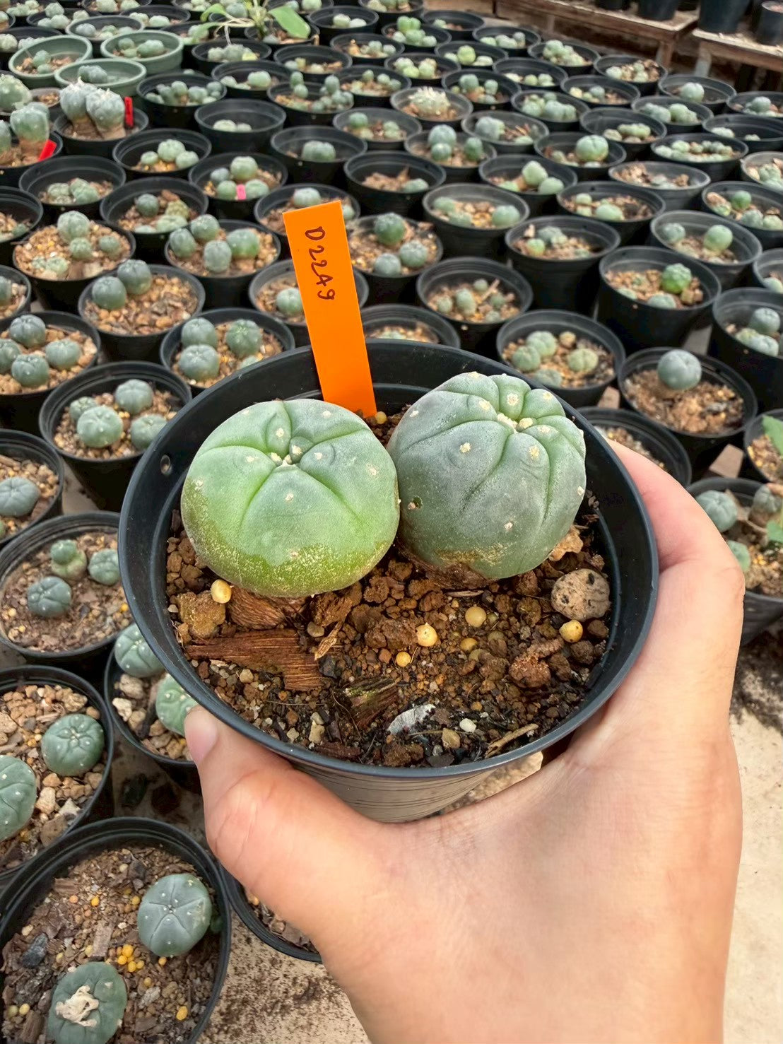 Lophophora williamsii – Peyote Cactus (Seed Grown, 3-3.5 cm, Own Root) 12 years old