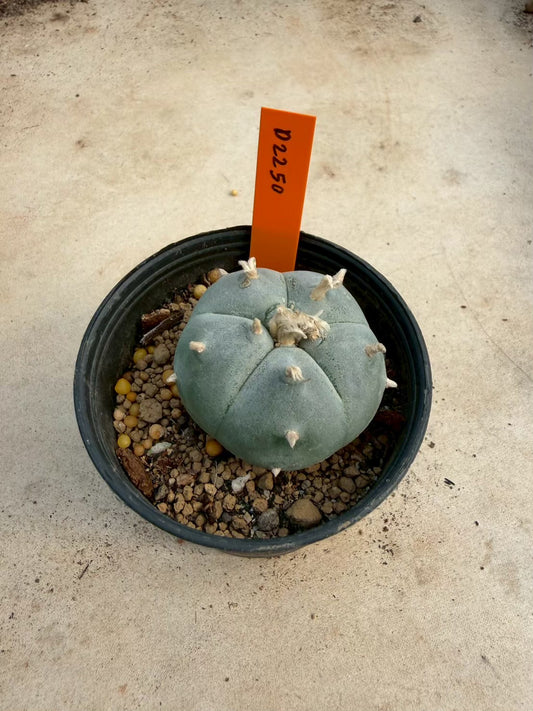 Lophophora williamsii β Peyote Cactus (Seed Grown, 3-3.5 cm, Own Root) 12 years old