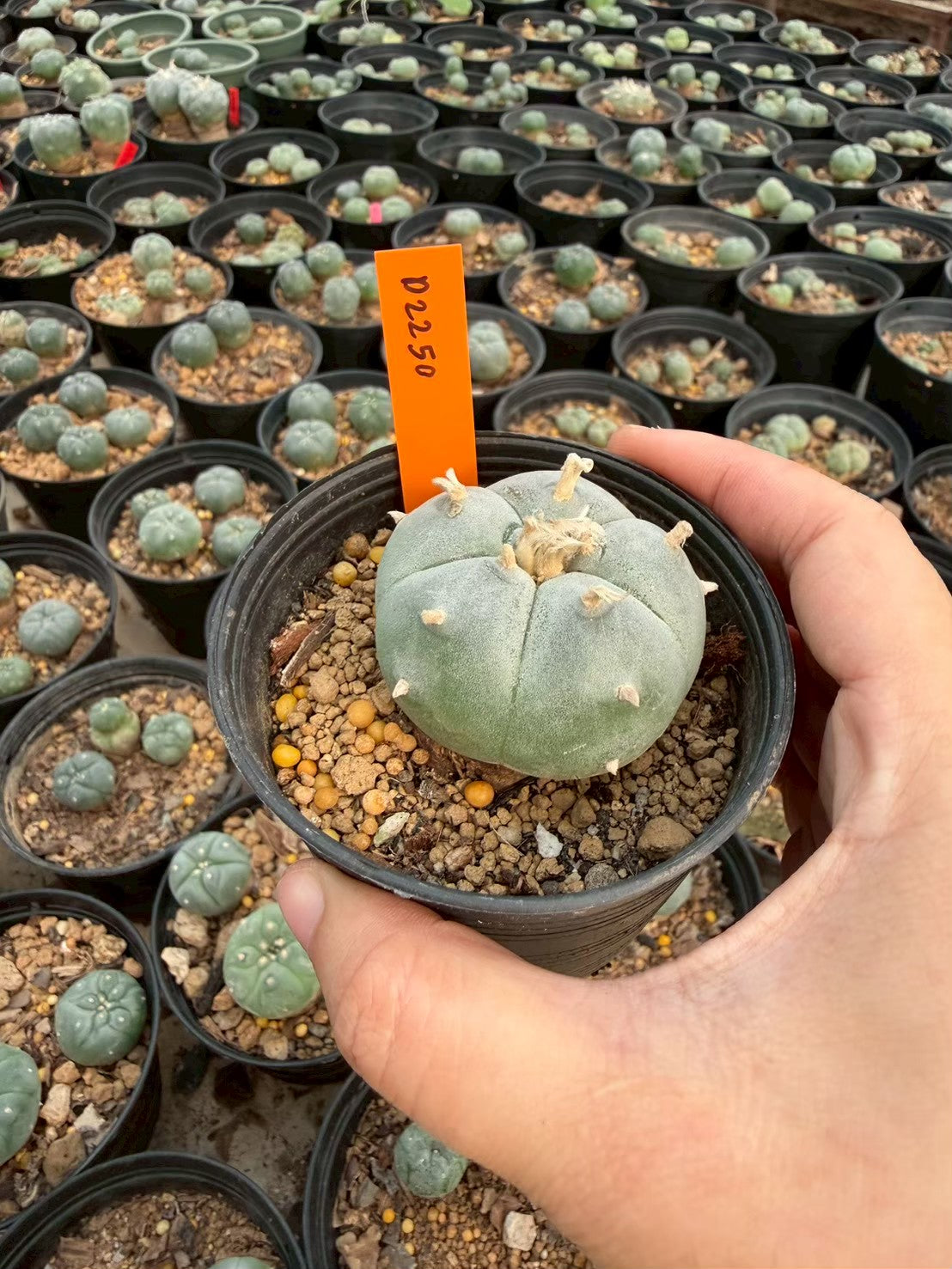 Lophophora williamsii – Peyote Cactus (Seed Grown, 3-3.5 cm, Own Root) 12 years old