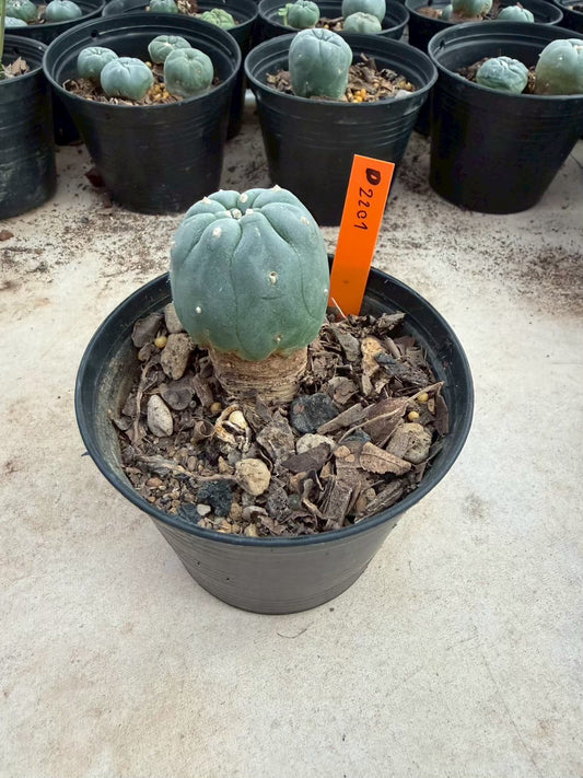 Lophophora williamsii β Peyote Cactus (Seed Grown, 3-3.5 cm, Own Root) 12 years old