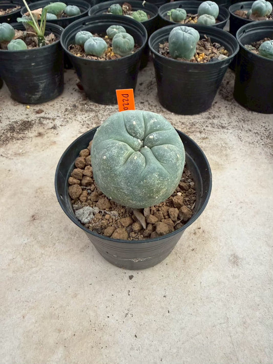 Lophophora williamsii β Peyote Cactus (Seed Grown, 3-3.5 cm, Own Root) 12 years old