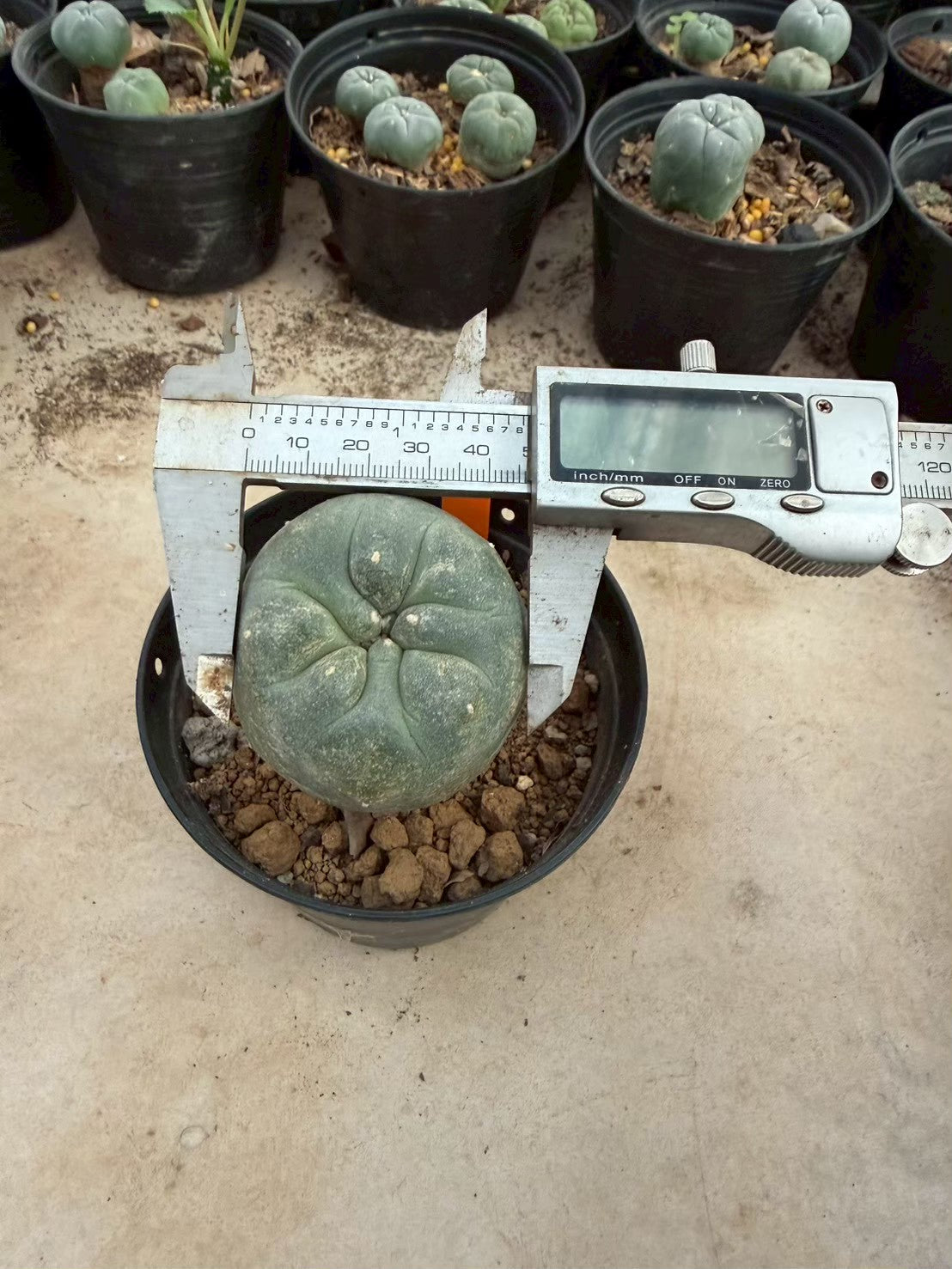 Lophophora williamsii – Peyote Cactus (Seed Grown, 3-3.5 cm, Own Root) 12 years old