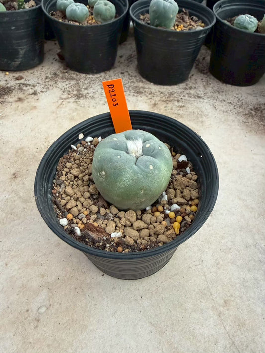 Lophophora williamsii β Peyote Cactus (Seed Grown, 3-3.5 cm, Own Root) 12 years old