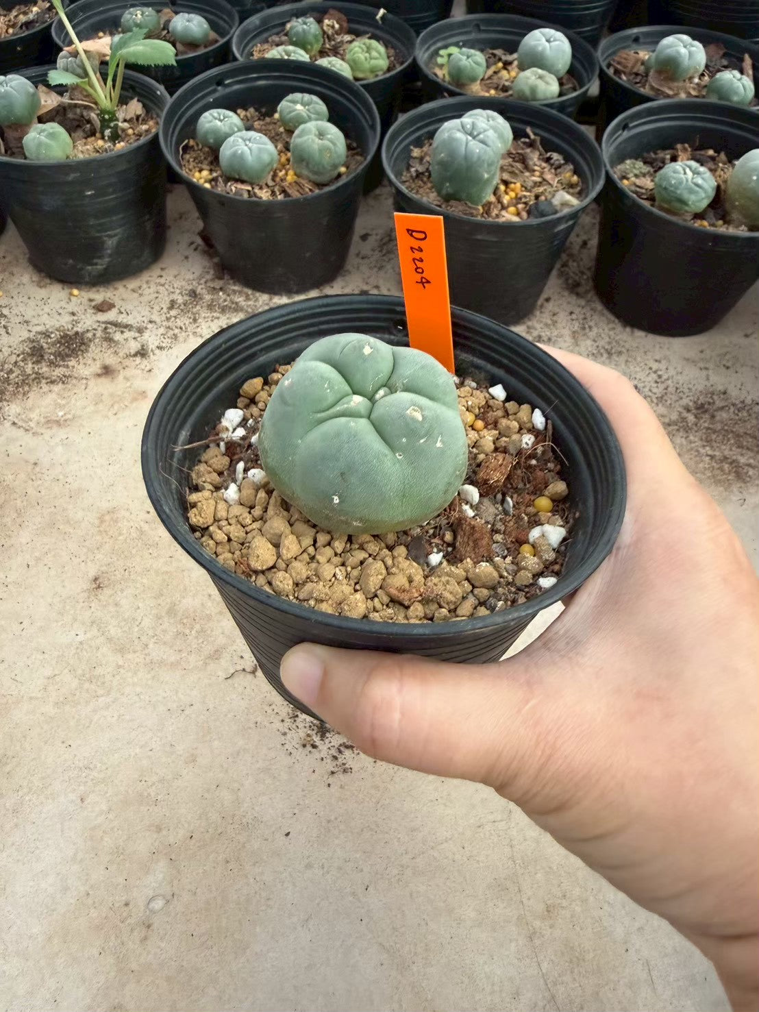 Lophophora williamsii – Peyote Cactus (Seed Grown, 3-3.5 cm, Own Root) 12 years old