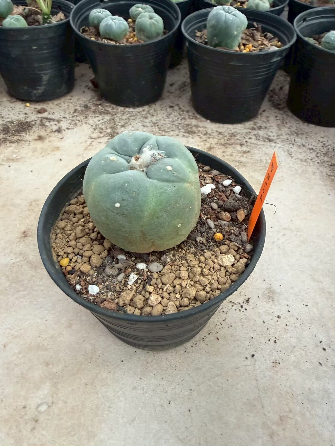 Lophophora williamsii – Peyote Cactus (Seed Grown, 3-3.5 cm, Own Root) 12 years old