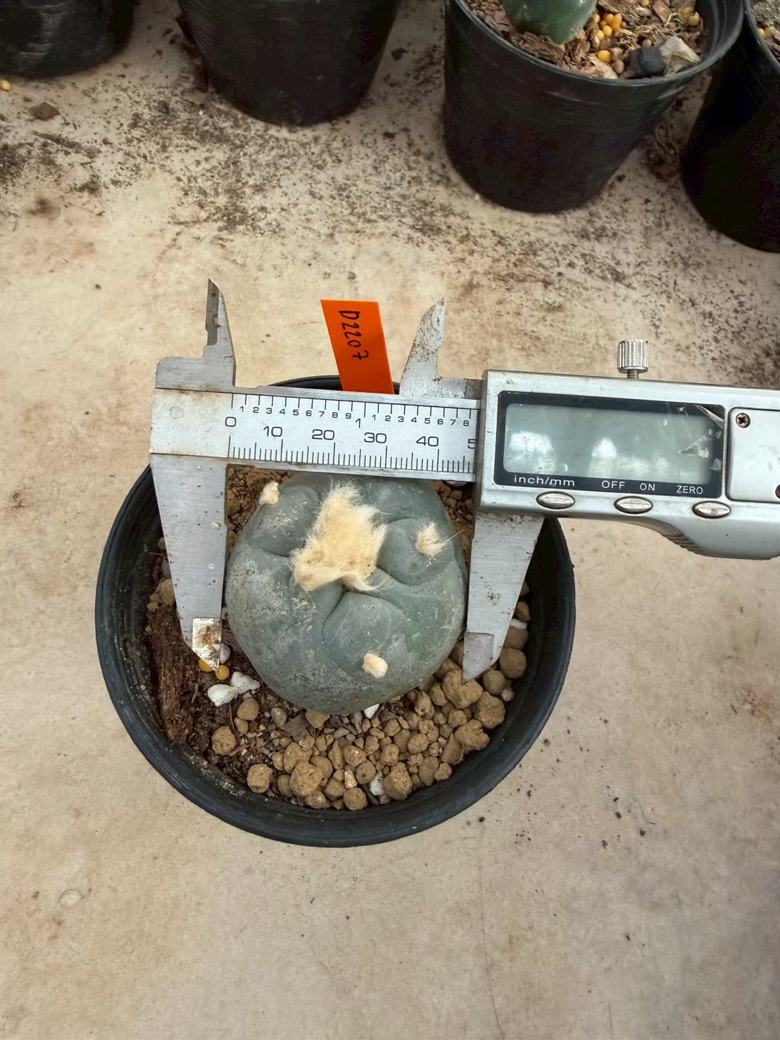 Lophophora williamsii – Peyote Cactus (Seed Grown, 3-3.5 cm, Own Root) 12 years old