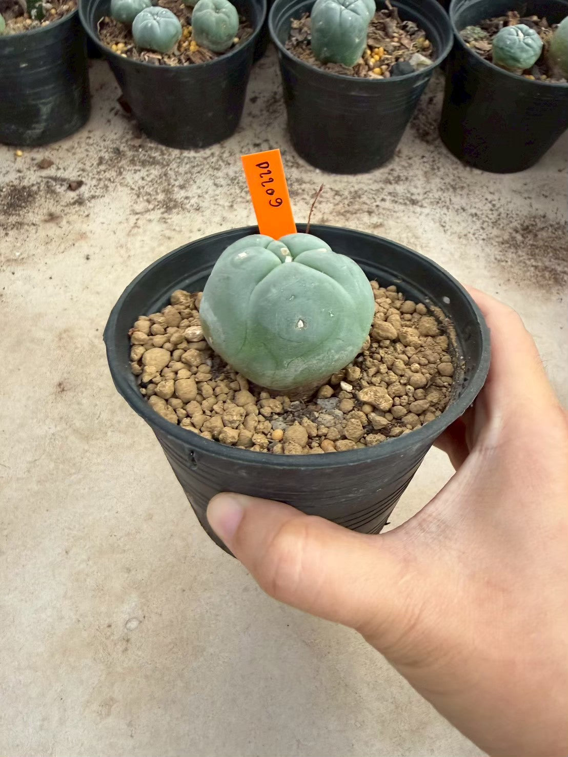 Lophophora williamsii – Peyote Cactus (Seed Grown, 3-3.5 cm, Own Root) 12 years old