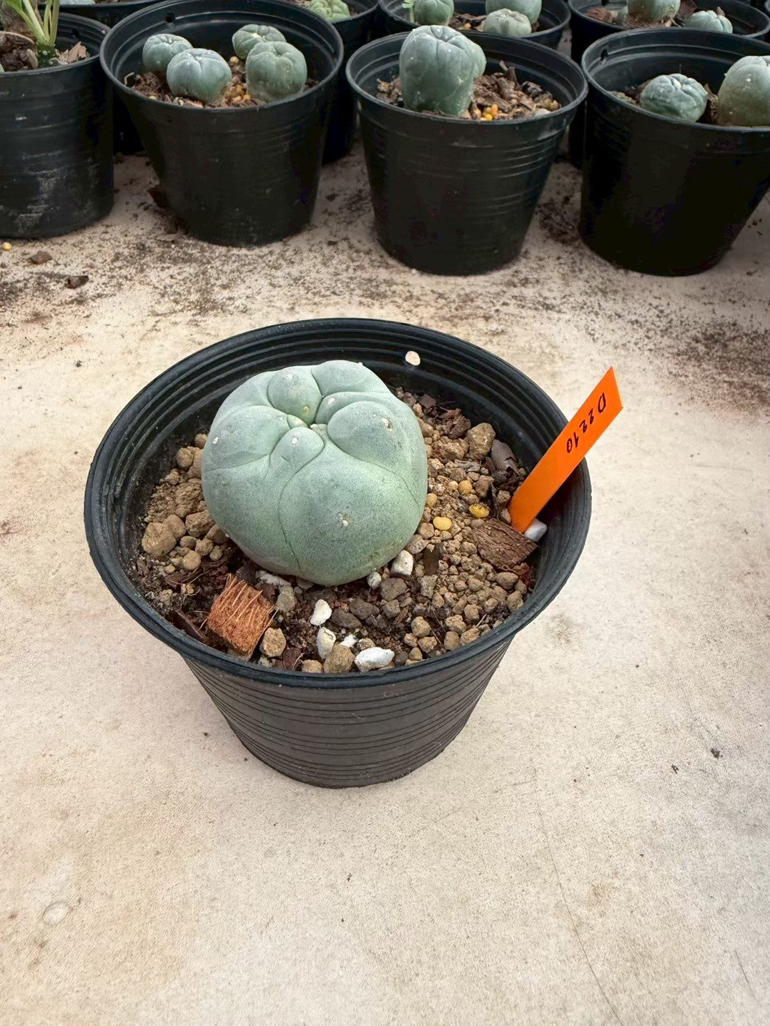 Lophophora williamsii – Peyote Cactus (Seed Grown, 3-3.5 cm, Own Root) 12 years old