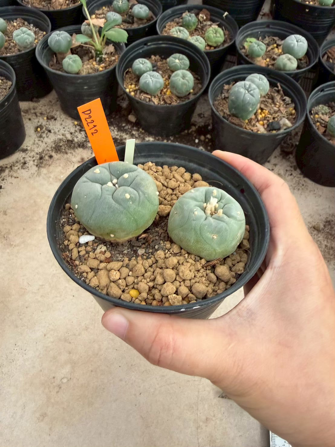 Lophophora williamsii – Peyote Cactus (Seed Grown, 3-3.5 cm, Own Root) 12 years old