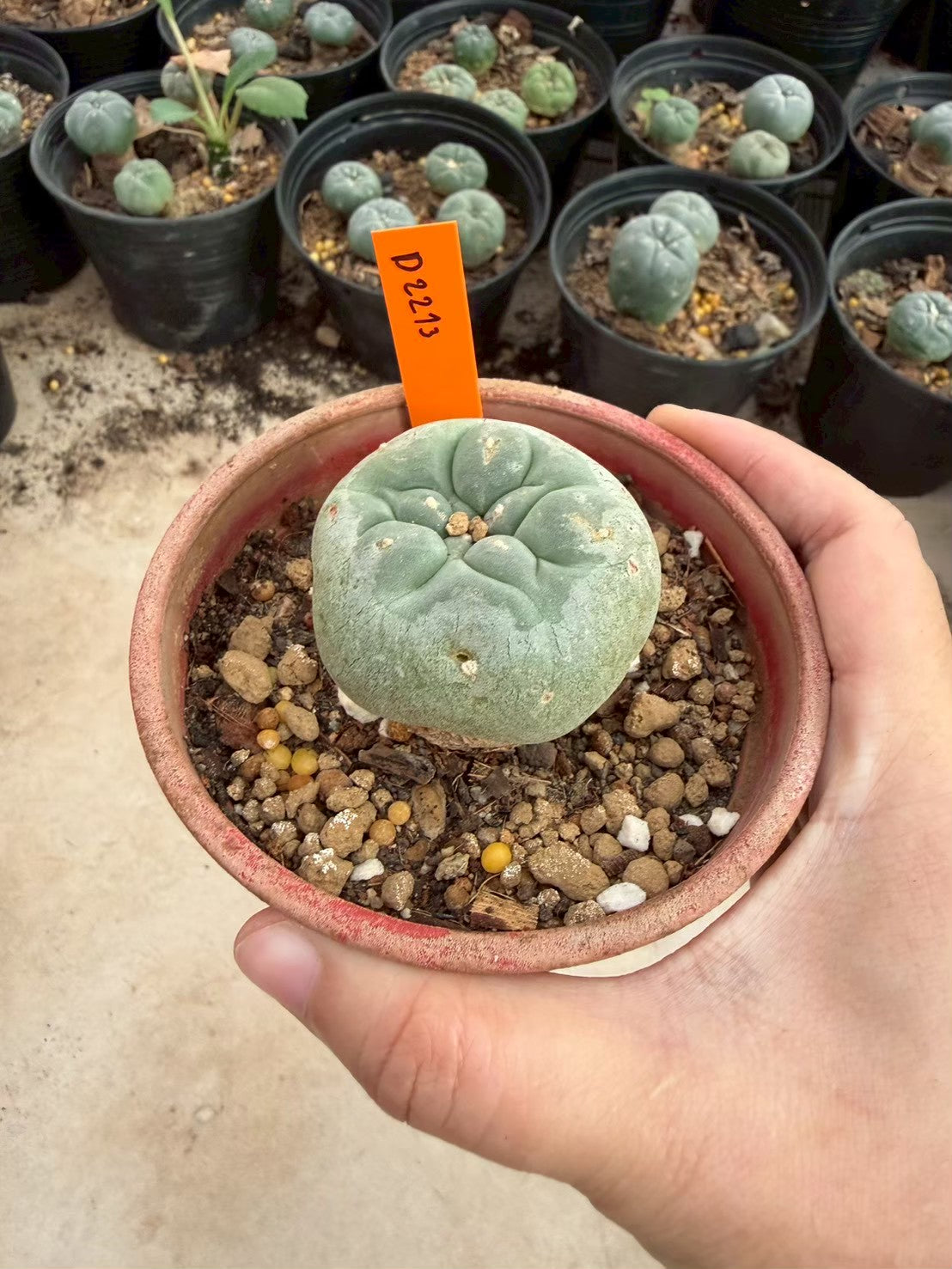 Lophophora williamsii – Peyote Cactus (Seed Grown, 3-3.5 cm, Own Root) 12 years old